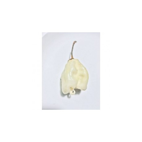 Dried Carolina Reaper White