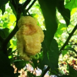 Dried Godzilla Reaper peach