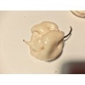 Trinidad moruga scorpion white such