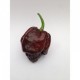 Dried Trinidad Moruga Scorpion Chocolate