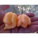 Dried Trinidad Moruga Scorpion Peach
