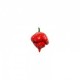 Dried Trinidad Scorpion Butch T