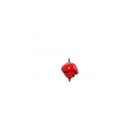 Dried Trinidad Scorpion Butch T