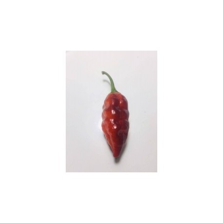 Dried Pimenta leopard (Ex macarena penis)