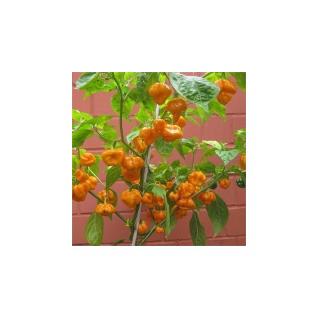 Dried Scotch bonnet gelb