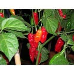Dried Habanero red long