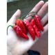 Dried Pimenta da Neyde Red