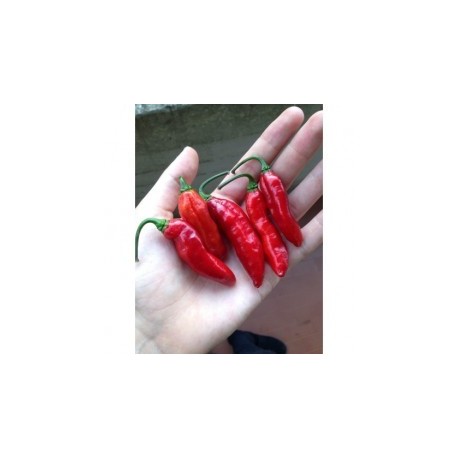 Dried Pimenta da Neyde Red