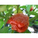 Graines de Trinidad Moruga Caramel