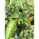 Jamaica Hot Black sec