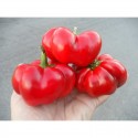 Semillas de pimiento Tomate